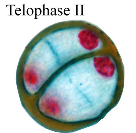 Meiosis Telophase 2