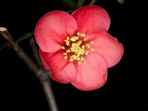 Chaenomeles Speciosa Chinese Quince Flowers Stock Image Image Of