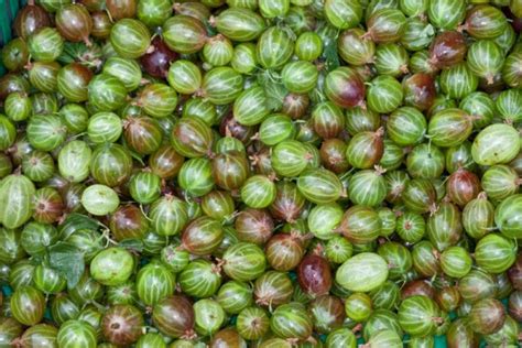 Gooseberry varieties " The best at a glance