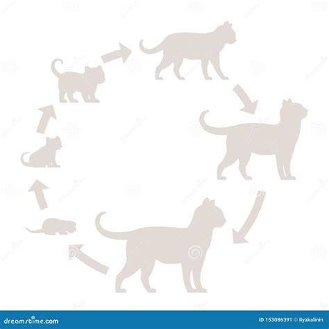 Round Stages of Cat Growth Silhouette Set. from Kitten To Adult Cat