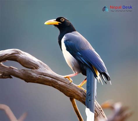 Yellow Billed Blue Magpie A Brilliant Avian Jewel Nepal Desk