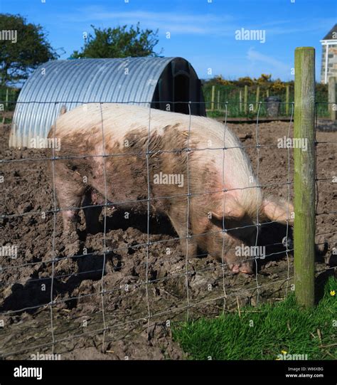 Gloucestershire old spot pigs in the mud on a pig farm Stock Photo - Alamy