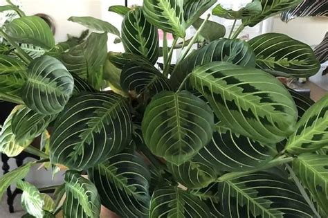 How To Propagate Prayer Plant Methods To Do It Successfully