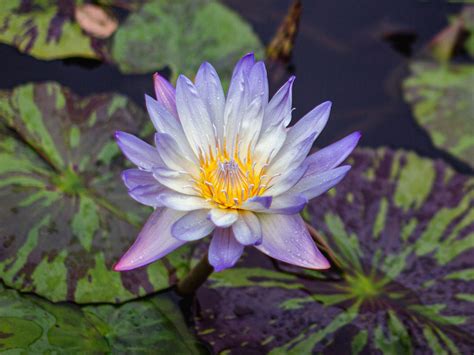 Water Lilies and Lotuses » New York Botanical Garden