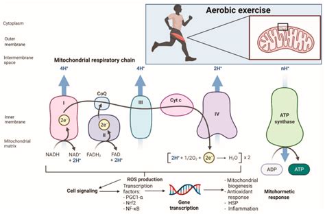 Life Free Full Text Oxidative Stress Mitochondrial Function And