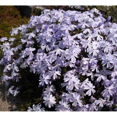 Phlox subulata Emerald Blue Floks szydlasty Rośliny od Ogrodnika