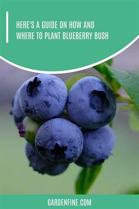 How To Plant Blueberry Bushes