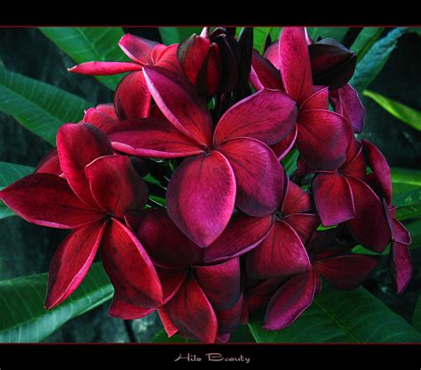 Rare Flowers The Plumeria Hilo Beauty A Photo On Flickriver