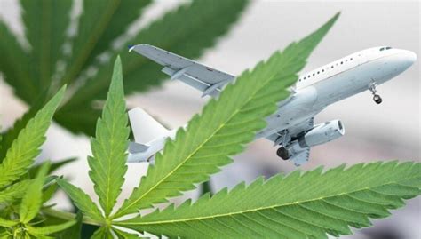 Can I Take Cannabis On Domestic Flights In Thailand Thaiger