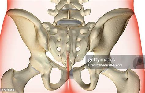 130 Obturator Foramen Stock Photos, High-Res Pictures, and Images ...