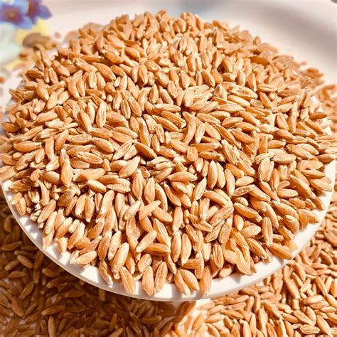 Golden Loose Khapli Wheat Grain At Rs 80 Kg Emmer Wheat In Sangli