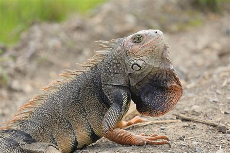 Iguana Lizard Reptile - Free photo on Pixabay - Pixabay