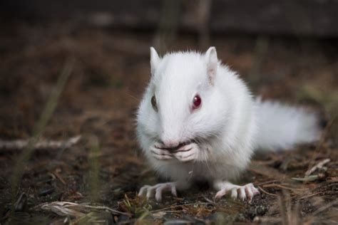 Albino Chipmunk at CWC- summer of 2015 - Northern Minnesota Family Lake Fishing Lodge & Resort