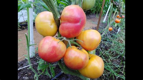 Томат Загадка Природы Характеристика Отзывы Фото – Telegraph