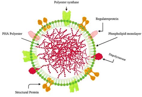 Schematic Illustration Of The Granular Structure Of Pha With The