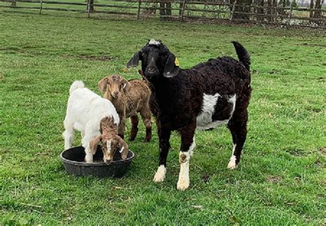 Akga Genemaster Goats Of Ohio Is A Goat Farm Located In Mansfield