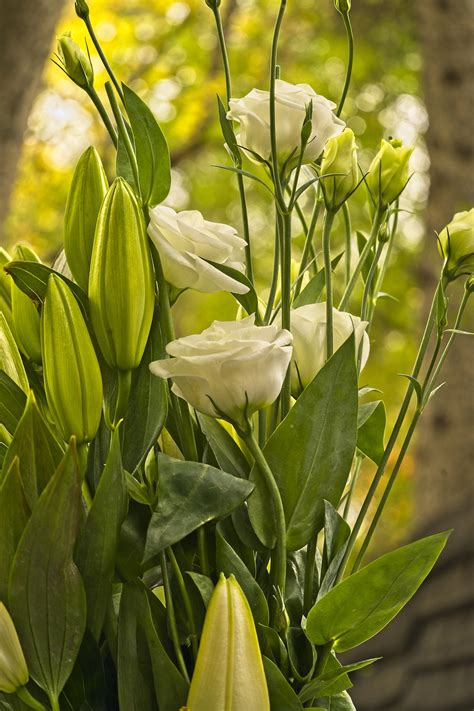 7 Best Tall-Growing Perennials for Your Garden - Gardening Sun
