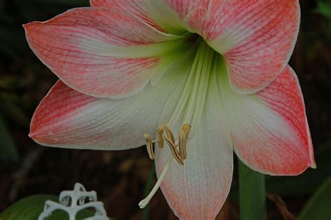 Pink Amarillo Flower Photograph by Ronald Olivier