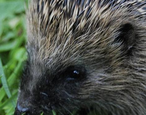 Animals Unique: Hedgehog