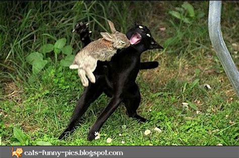 Cats: Funny cat vs rabbit picture