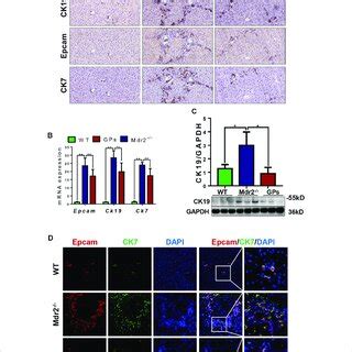 Gps Alleviated Ccl Aaf Induced Liver Fibrosis In Rats A