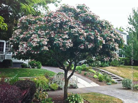 Clerodendrum trichotomum