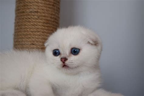 Scottish Fold Scottish Fold Yavru Istanbul Scottish Fold Yavru Kedi