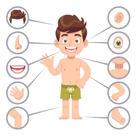 183300 Boys Body Parts Stock Illustrations Royalty Free Vector