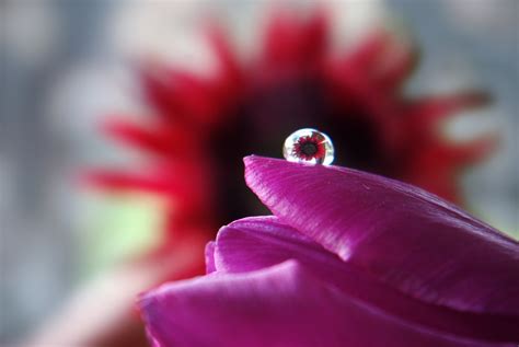 Download Close Up Tulip Flower Reflection Nature Water Drop Hd