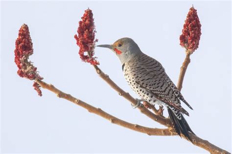 Woodpecker Tongue Phenomenon: Anatomy, Length & Uses