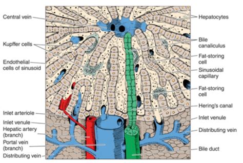 Hepatocytes Sinusoids