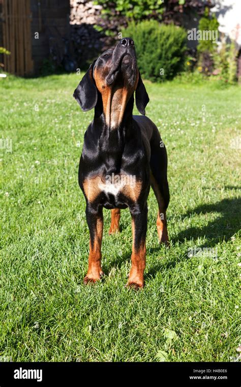 Black Dog In The Garden Holding Nose In The Air Stock Photo Alamy