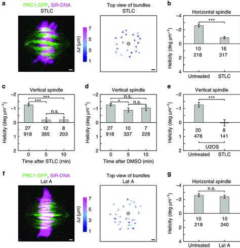 Kif Eg Inactivation By Stlc Reduces Spindle Chirality Whereas