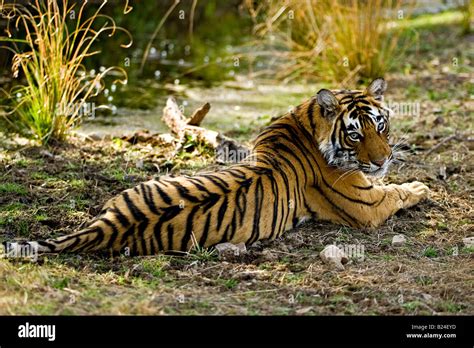 Tiger resting in tiger habitat in Ranthambhore national park Stock Photo - Alamy