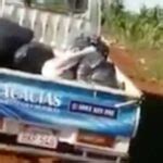 Diario HOY VIDEO Inconsciente y puerco tira basura en baldío y