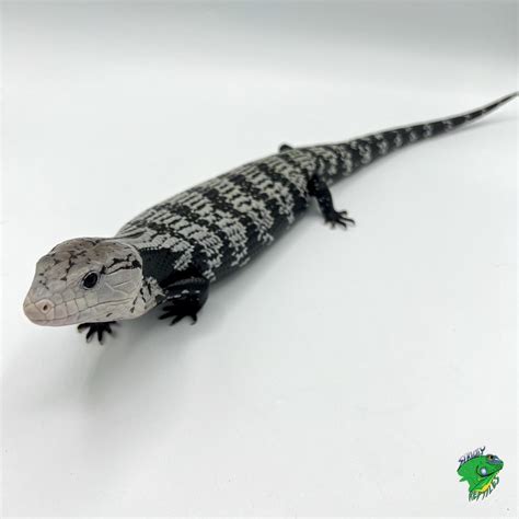 Axanthic Halmahera Blue Tongue Skink Kinked Tail Adult Strictly Reptiles Inc