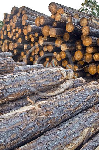 Freshly Logged Radiata Pine Pinus Radiata Stacked In The Log Yard Of