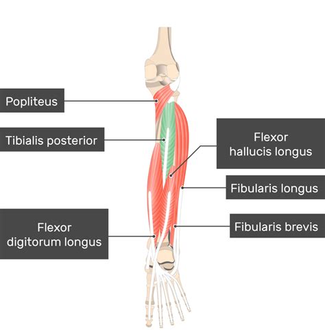 Tibialis Posterior Origin And Insertion