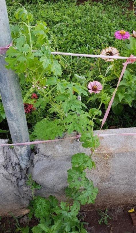 How to Plant, Harvest, and Cook Ampalaya (Bitter Gourd) | Dengarden