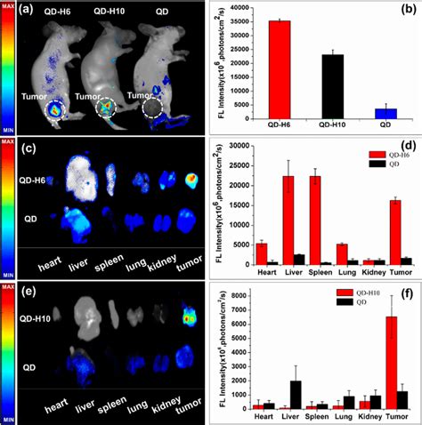 In Vivo And Ex Vivo Imaging Of Tumor Bearing Mice Using H6 Qds And