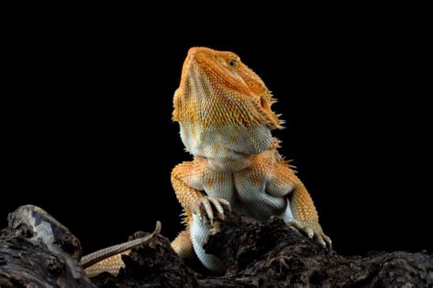 How To Tell If Bearded Dragon Is Male Or Female 5 Vet Reviewed Methods