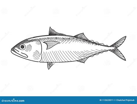 Drawing Mackerel Fish Vector Stock Vector Illustration Of Restaurant