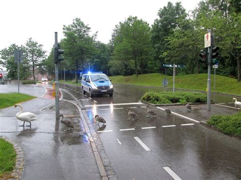 Schwäne überqueren Fußgängerfurt Polizei sichert Straße