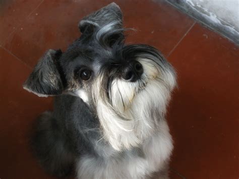 Cu Ntas Veces Al D A Debe Comer Un Cachorro Schnauzer Miniatura Blog