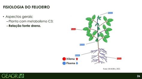 Fenologia E Fisiologia Do Feijoeiro Ppt