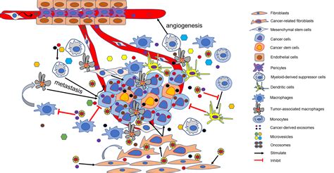 Concise Review The Role Of Cancer Derived Exosomes In Tumorigenesis