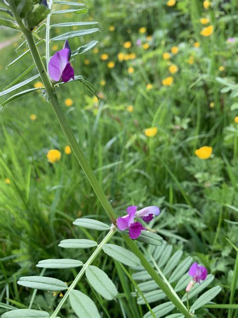 Common Vetch From St Andrews Close Warrington England Gb On May