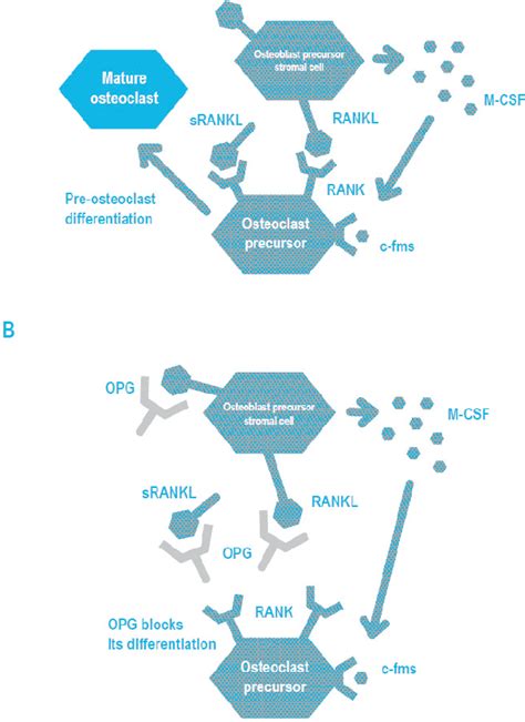 Figure 1 From Bone Metabolism And RANKL RANK OPG Trail In Periodontal