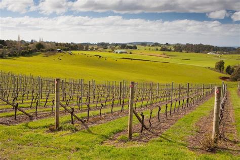 Premium Photo Barringwood Park Winery Vines Near Devonport Tasmania