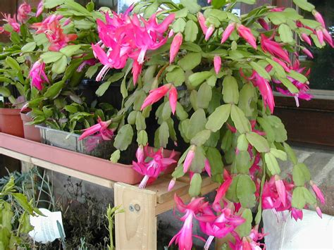 When And How To Repot A Christmas Cactus World Of Succulents